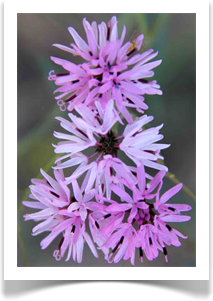 Austin Wildflowers